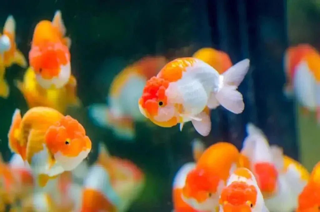 Goldfish - Talis Us