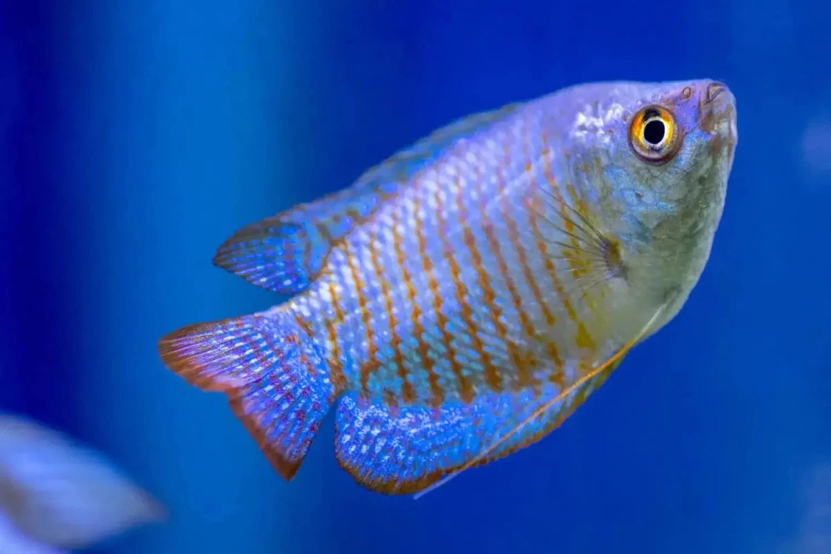 Gourami fish - Talis Us