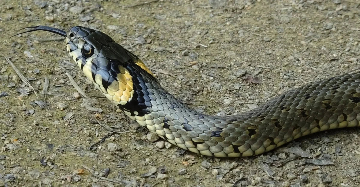Grass snake - Talis Us