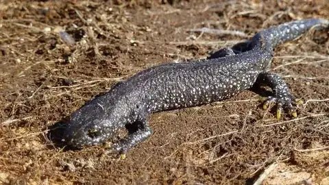 Great Crested newt