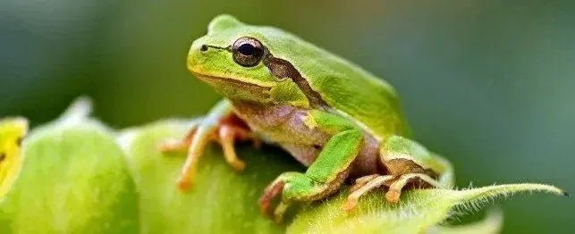Green frog - Talis Us