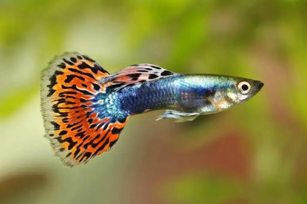 Guppy fish - Talis Us