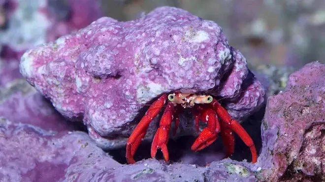Hermit Crab food - Talis Us