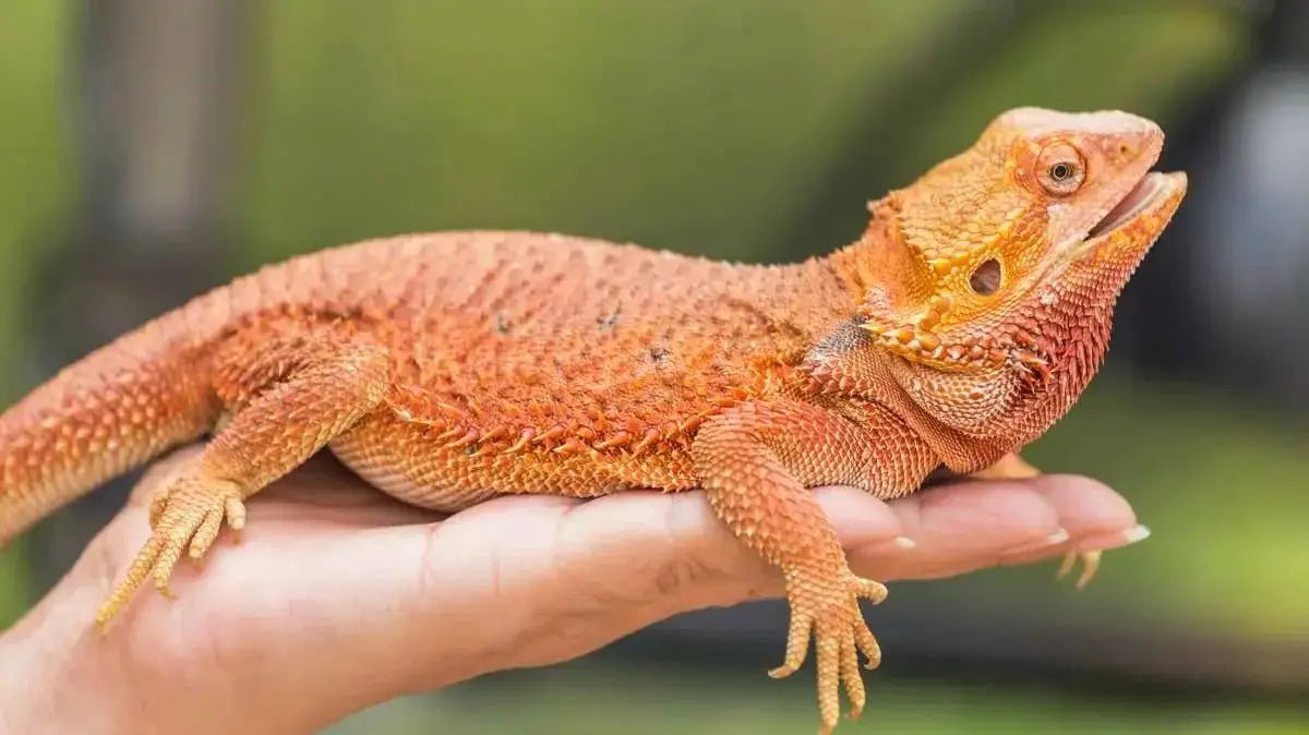 High-Quality Bearded Dragon Food & Supplies