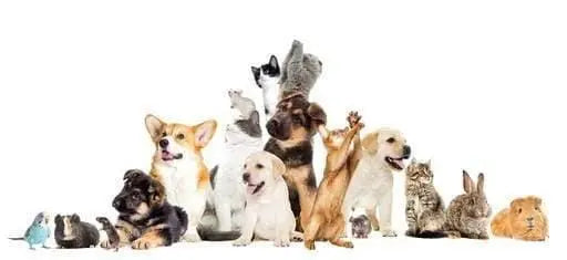 Diverse collection of pets including dogs, cats, birds, and small animals for pet supplies online