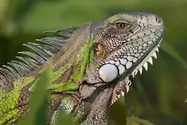 Iguana - Talis Us