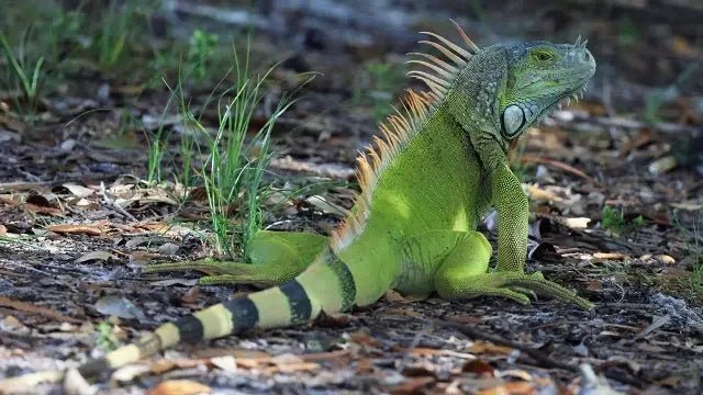 Iguana food - Talis Us