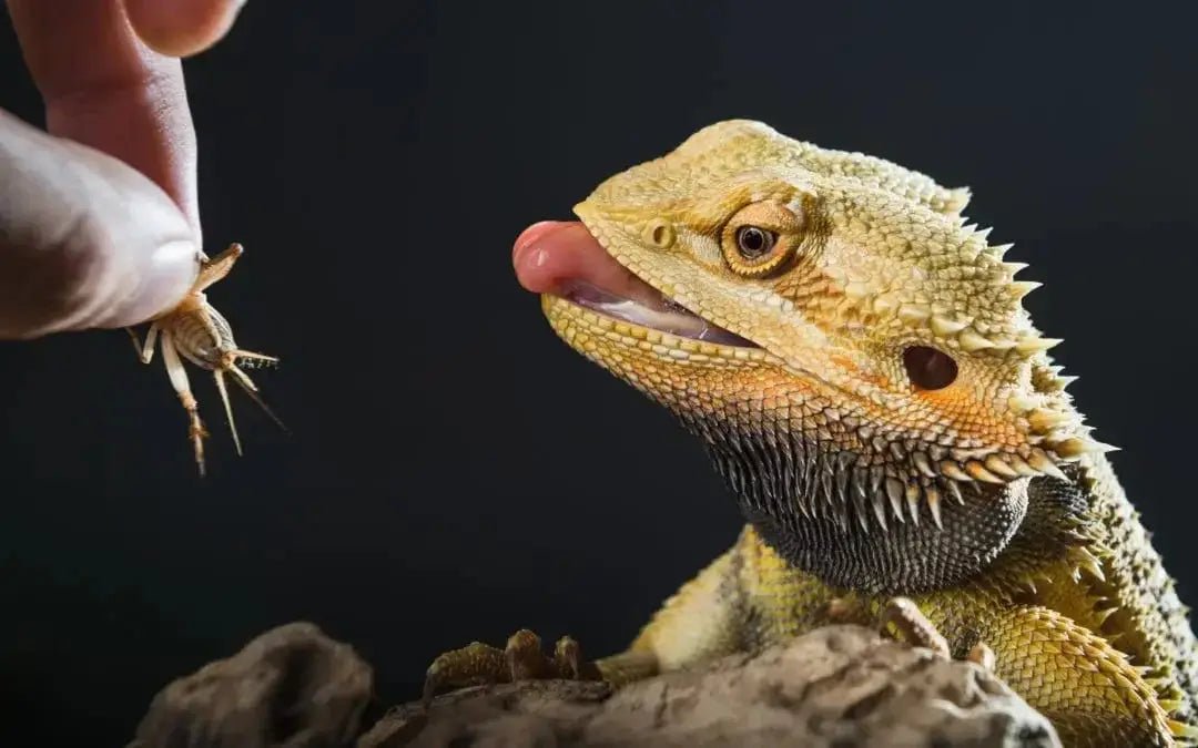 Juvenile Bearded Dragons