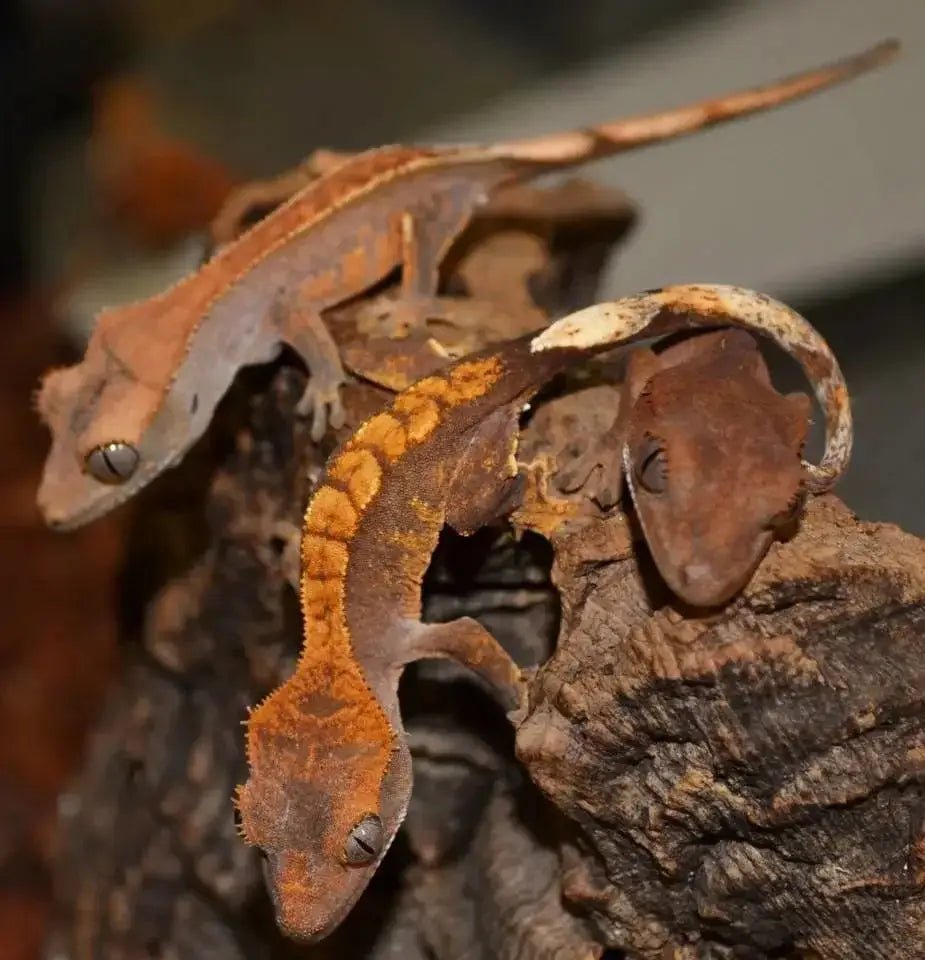 Juvenile Crested Geckos