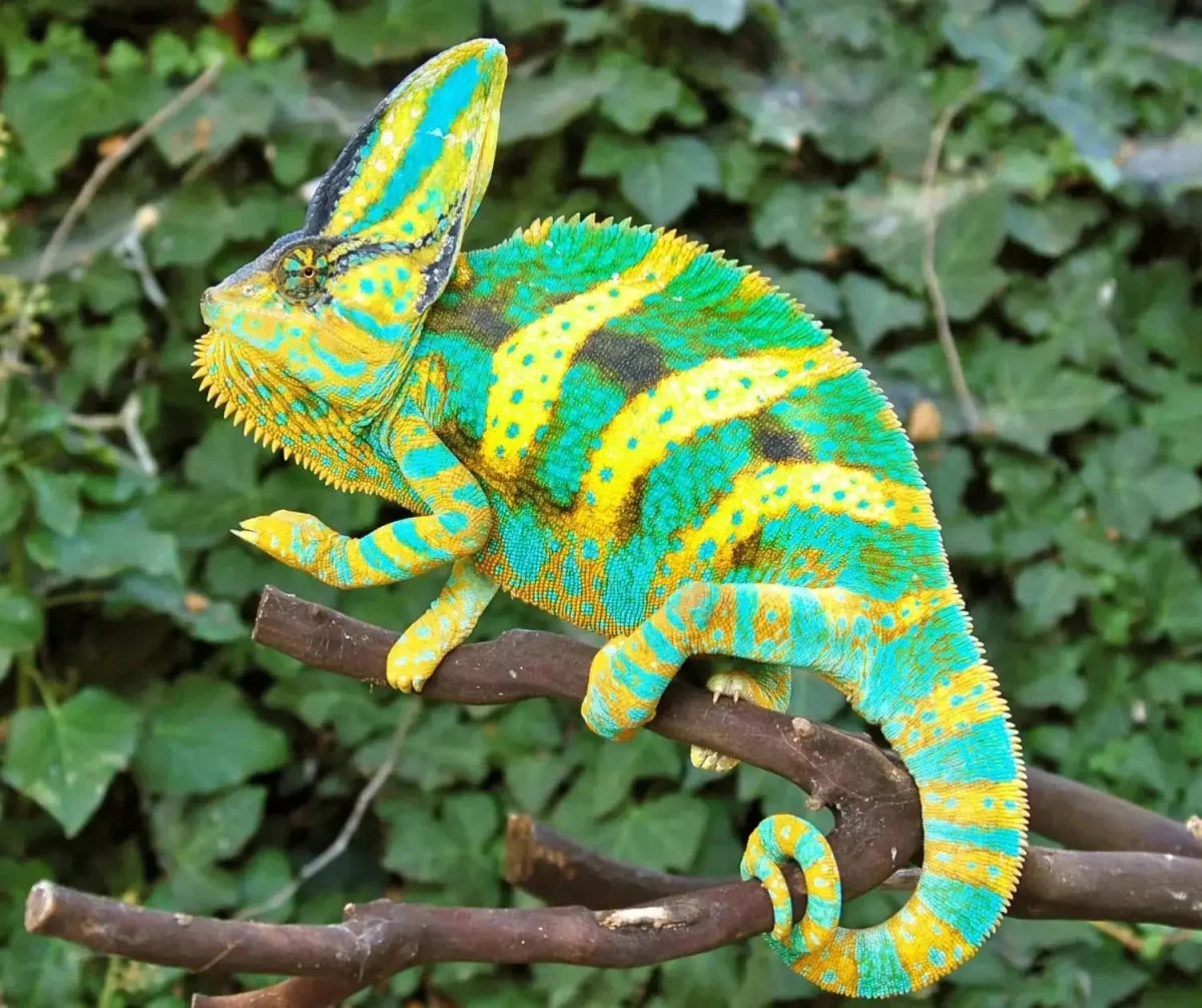 Juvenile Veiled Chameleon - Talis Us