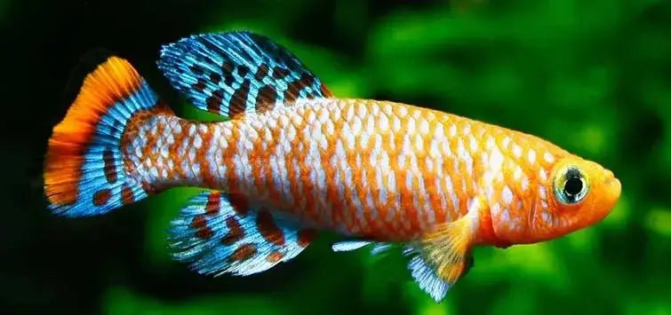 Killifish - Talis Us