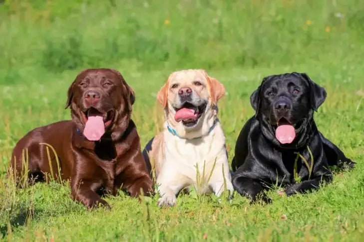Labrador Retriever - Talis Us