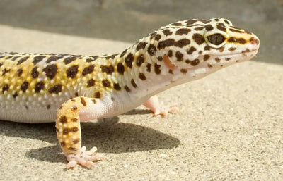 Leopard Gecko - Talis Us