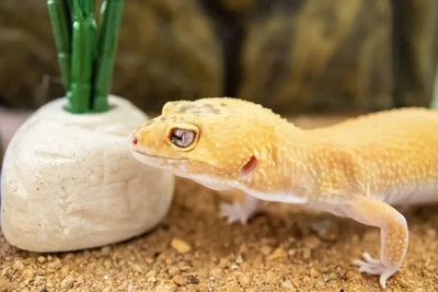 Leopard Gecko - Talis Us