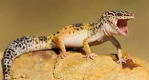 Leopard Gecko Food & Supplies