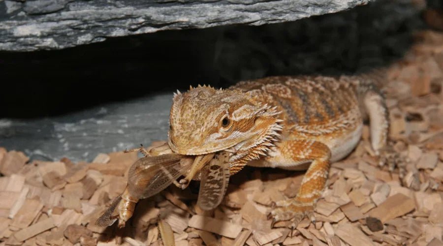 Live Food for Reptiles - Talis Us