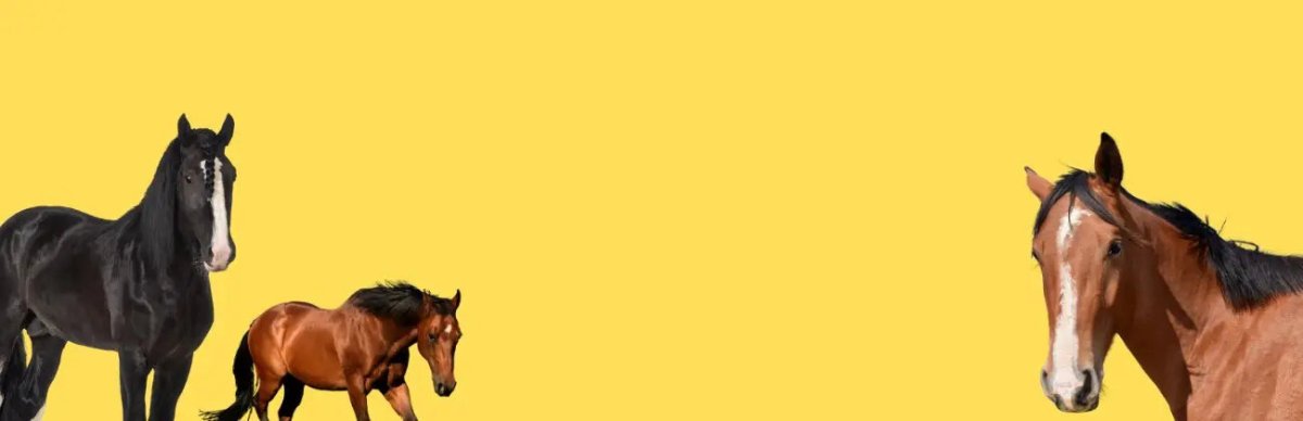 Livestock - Talis Us