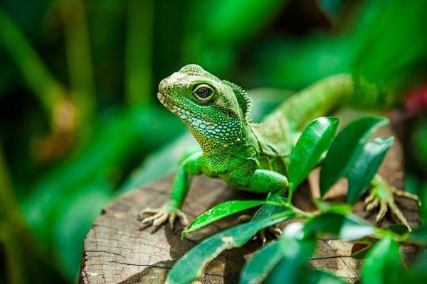 Lizards