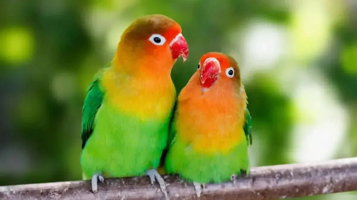 Lovebirds - Talis Us