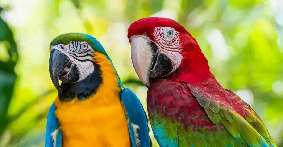 Macaws