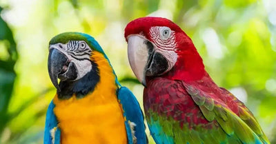 Macaws - Talis Us
