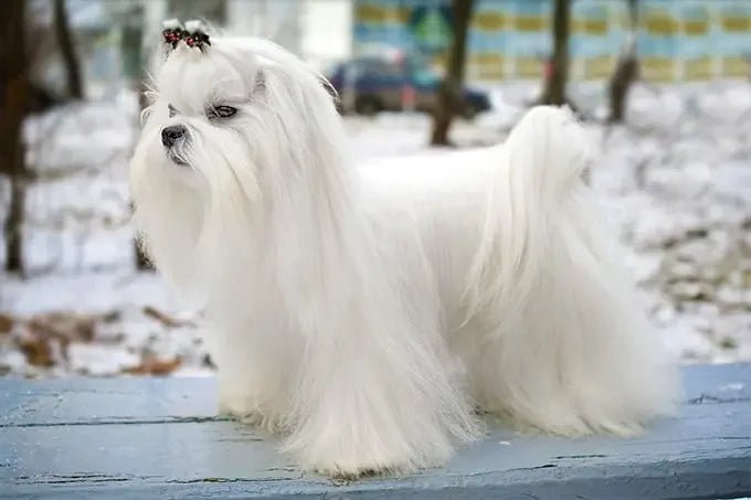 Maltese dog - Talis Us