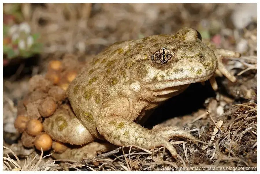 Midwife toads - Talis Us