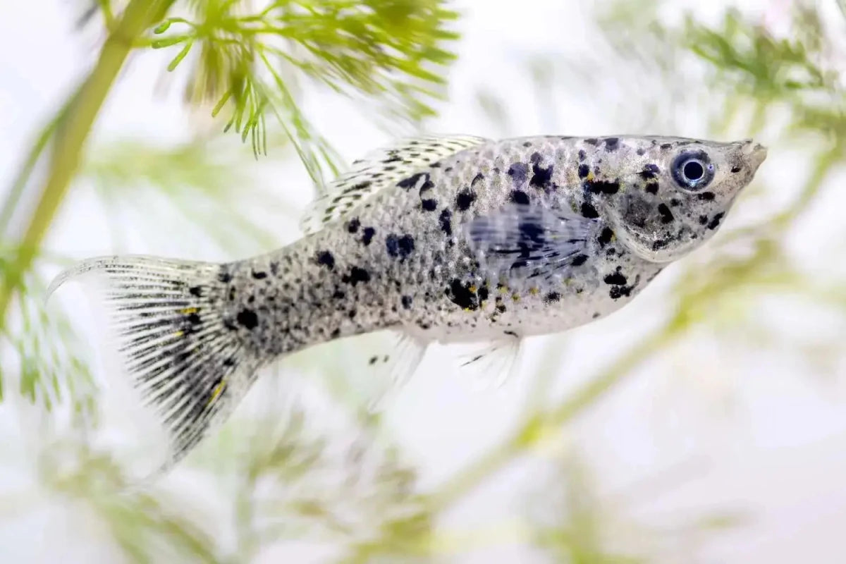 Molly fish - Talis Us