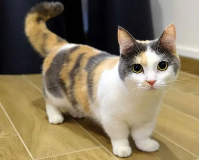 Munchkin cat - Talis Us
