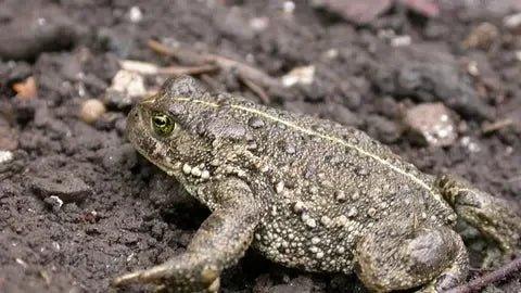 Natterjack toad - Talis Us