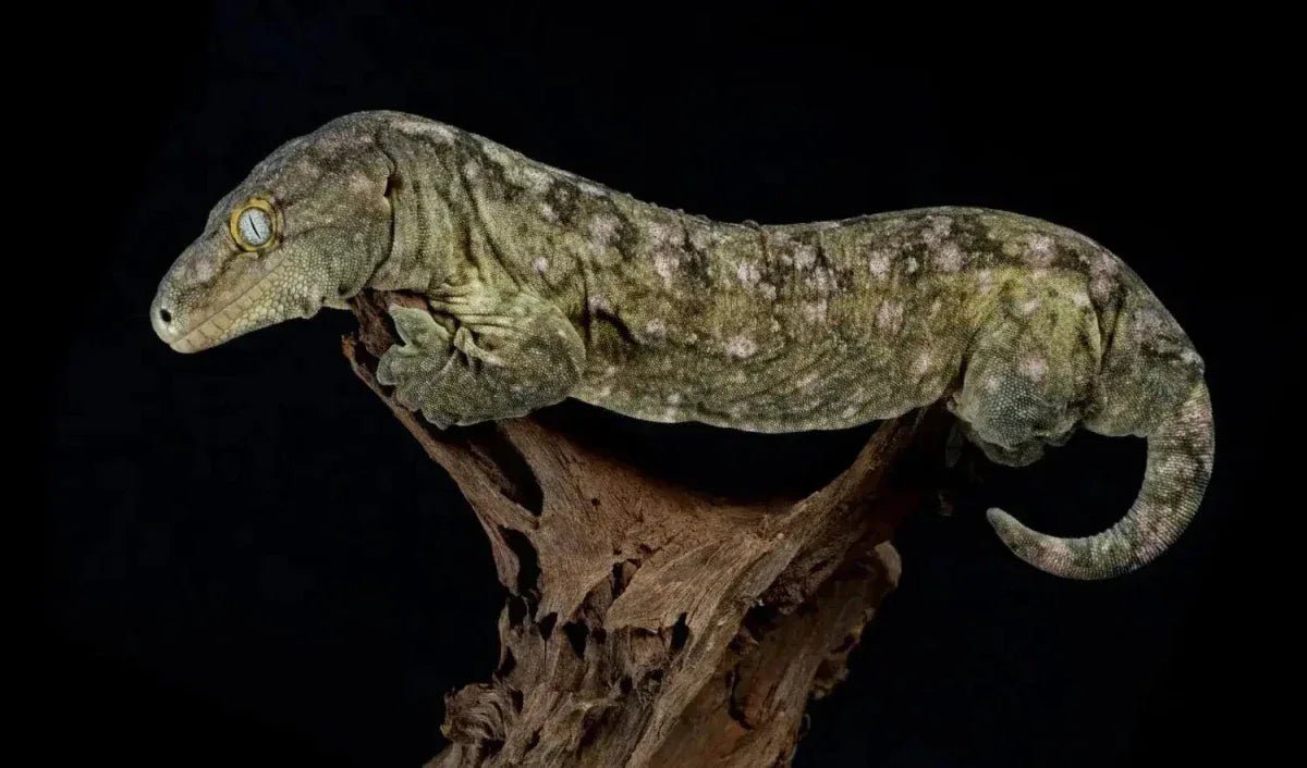 New Caledonian Giant Gecko
