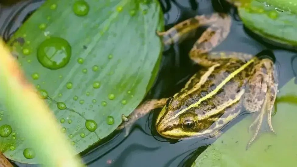 Northern pool frogs - Talis Us