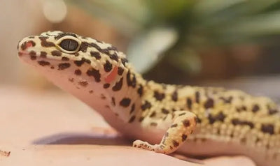 Older Adult Leopard Geckos - Talis Us