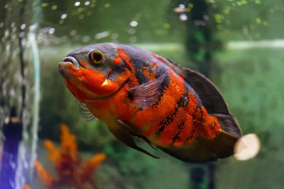 Oscar fish - Talis Us