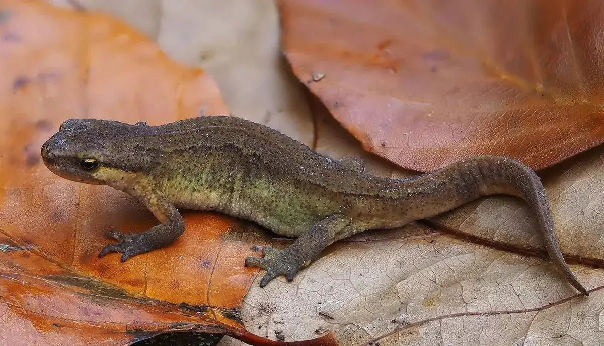Palmate newt