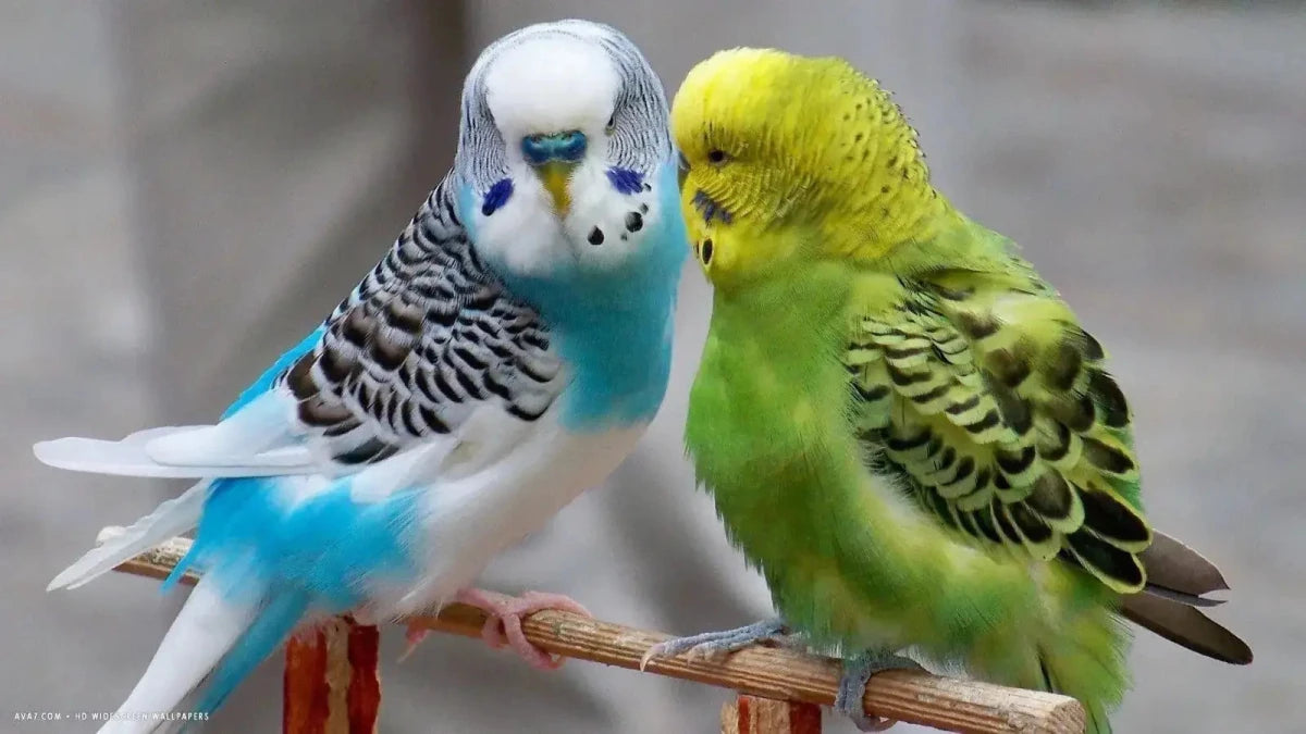 Parakeets - Talis Us