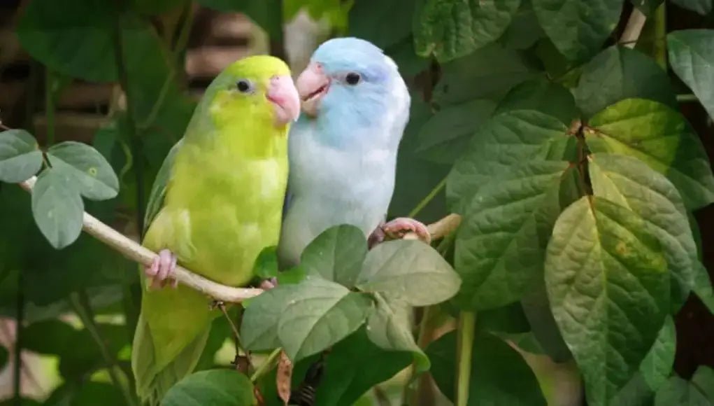 Parrotlet