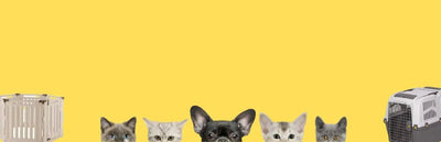 Pet Kennels | Dog Pens | Doors - Talis Us