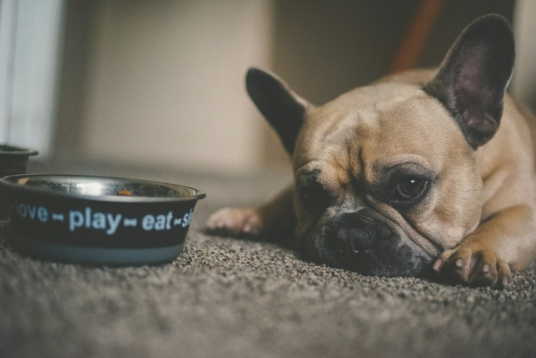 Gently Cooked Dog Food