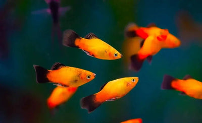 Platy fish - Talis Us