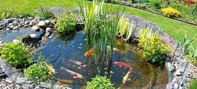 Pond - Talis Us