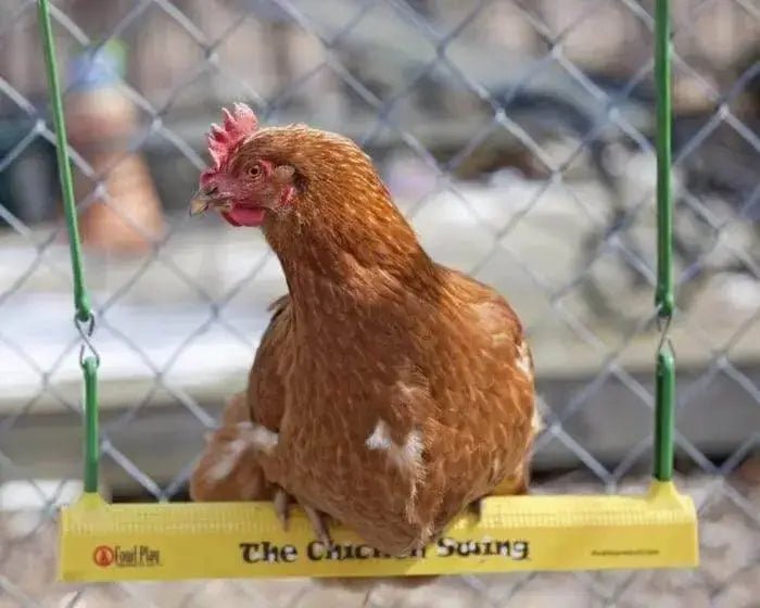 Poultry & Chicken Accessories - Talis Us