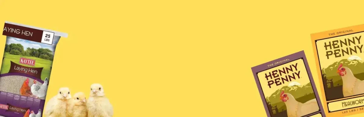 Poultry & Chicken Food - Talis Us