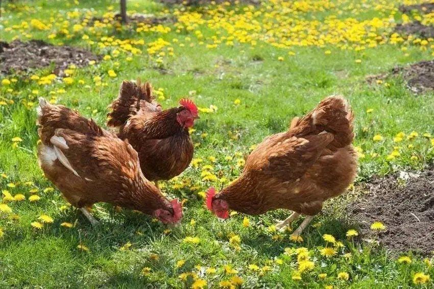 Poultry & Chicken Health - Talis Us