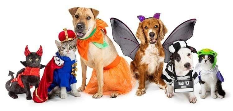 Premium Halloween Pet Toys for Festive Fun