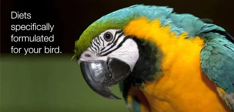 Pretty Bird International - Talis Us