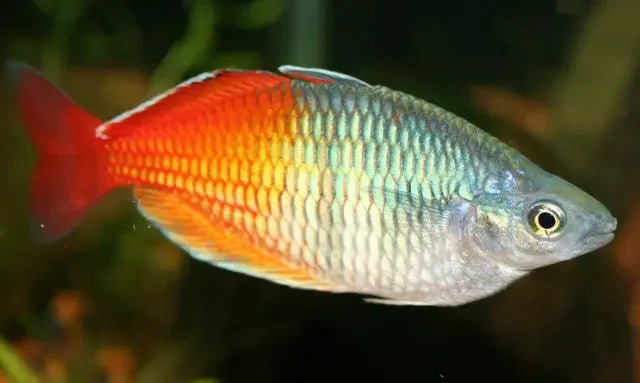 Rainbow fish - Talis Us