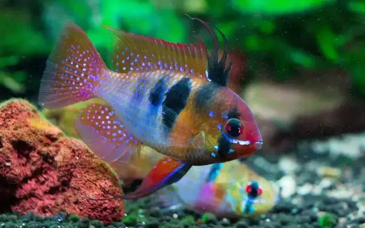 Ram cichlids