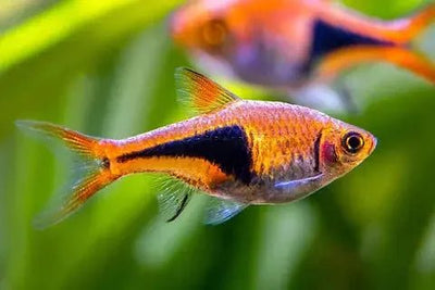 Rasbora Fish - Talis Us