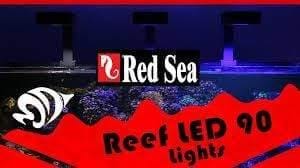 Red Sea